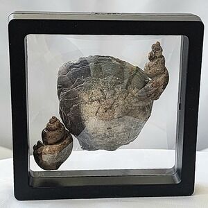 Sea Snail And Mollusk Clam Cretaceous Fossil Display North Mississippi New‎ Find